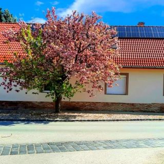 Vidákovics Panzió Baja (3)