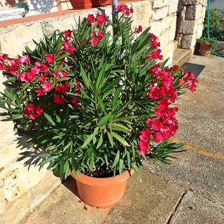 Apartman Putnik Posedarje (3)