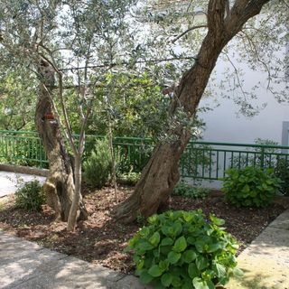 Apartmanok és Szobák A Tenger Mellett Zaostrog, Makarska - 2661 Zaostrog (4)