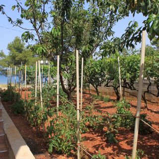 Apartmanok A Tenger Mellett Ugljan - 8257 (5)