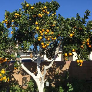 Apartmanok Parkolóhellyel Vodice - 12721 (3)