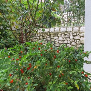 Apartmanok Parkolóhellyel Mastrinka, Ciovo - 2050 Mastrinka (5)