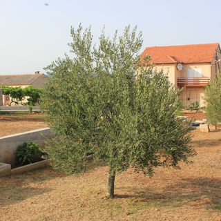 Apartmanok A Tenger Mellett Kraj, Pasman - 331 Kraj (5)