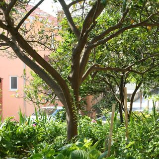 Apartmanok A Tenger Mellett Podgora, Makarska - 518 Podgora (4)