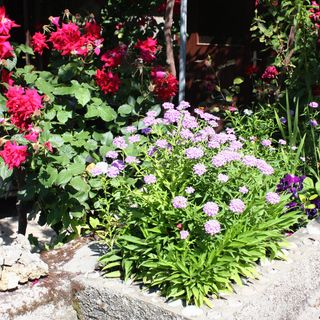 Apartmanok A Tenger Mellett Supetarska Draga - Donja, Rab - 4981 Supetarska Draga - Donja (5)