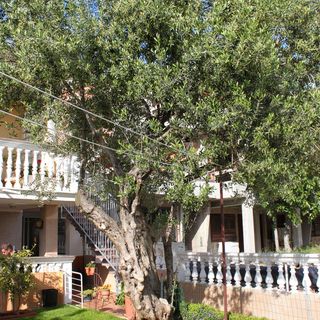 Apartmanok Parkolóhellyel Vodice - 6271 (4)