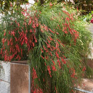 Apartmanok A Tenger Mellett Grebastica, Sibenik - 965 Grebaštica (5)