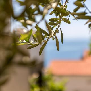 Apartmanok Parkolóhellyel Baska Voda, Makarska - 301 Baška Voda (4)