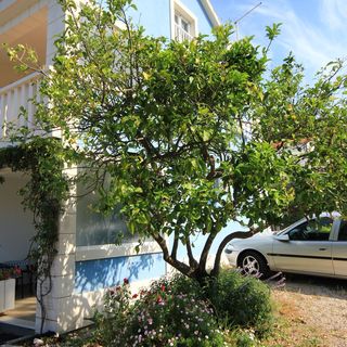 Apartmanok A Tenger Mellett Viganj, Peljesac - 10189 Viganj (5)