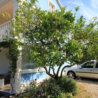 Apartmanok A Tenger Mellett Viganj, Peljesac - 10189 Viganj (5)