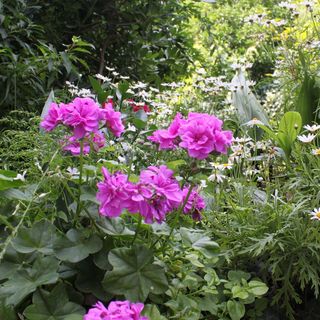 Apartmanok A Tenger Mellett Podgora, Makarska - 6670 Podgora (5)