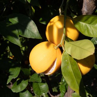 Apartmanok A Tenger Mellett Podgora, Makarska - 11469 Podgora (5)