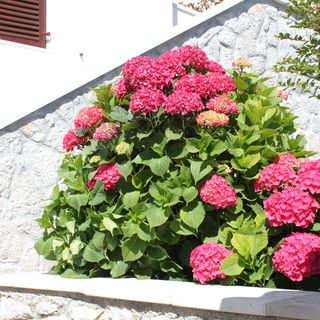 Apartmanok Parkolóhellyel Mali Losinj, Losinj - 8024 Mali Lošinj (4)