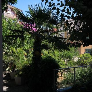 Apartmanok A Tenger Mellett Podgora, Makarska - 316 Podgora (5)