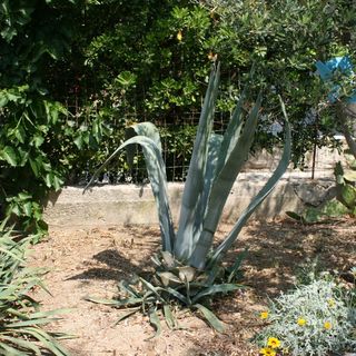 Apartmanok A Tenger Mellett Pag - 6413 (5)