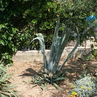 Apartmanok A Tenger Mellett Pag - 6413 (5)