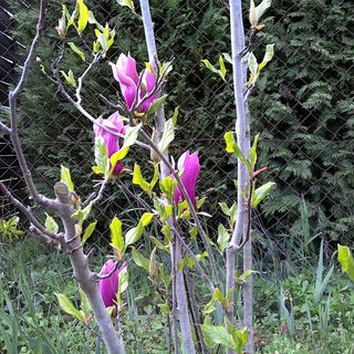 Akácfa Hortenzia Apartman Zalakaros (4)