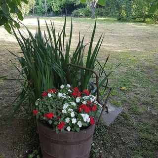 Diófa Apartman Badacsony (4)