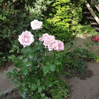 Diófa Apartman Badacsony (5)