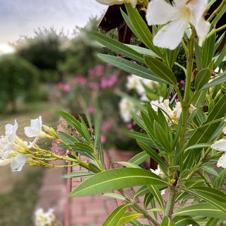 Eszter Apartman Paloznak (4)