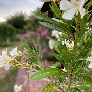 Eszter Apartman Paloznak (4)