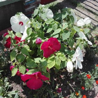 Derű Apartman Mezőkövesd (4)