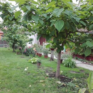 Császárfa Vendégház Abádszalók (4)