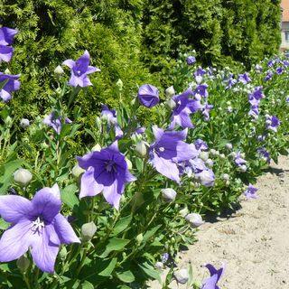 Béke Sarok Vendégház Mórahalom (2)