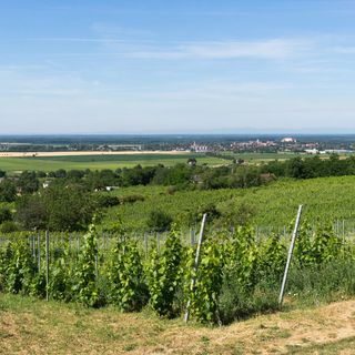 Vineas Vendégház Siklós (3)