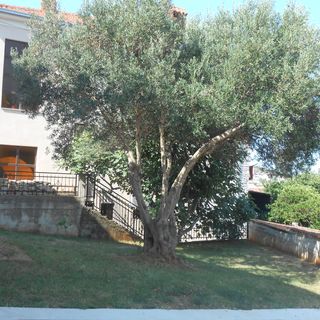 Apartmanok Parkolóhellyel Okrug Gornji, Ciovo - 13859 Okrug Gornji (4)