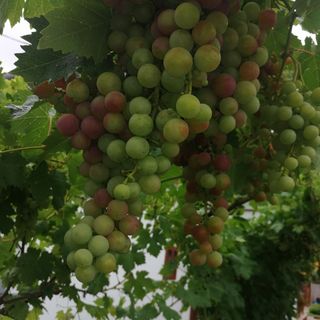 Julika Üdülőház Cserkeszőlő (3)