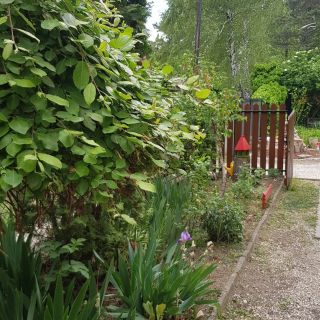 Joy Guesthouse Siófok (5)
