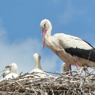 Villa Holiday Apartman Poroszló (4)