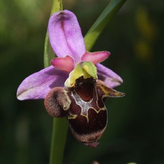 Dabasi Lovas Vendégház Dabas (4)