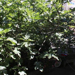 Apartmanok és Szobák A Tenger Mellett Baska Voda, Makarska - 6748 Baška Voda (5)