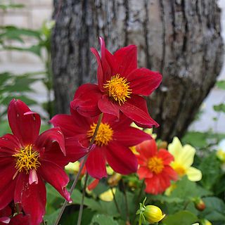 Apartmanok A Tenger Mellett Postira, Brac - 9241 Postira (5)