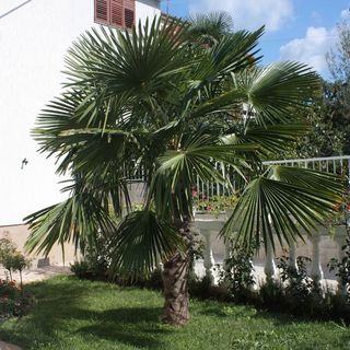 Apartmanok Parkolóhellyel Vodice - 2995 (5)