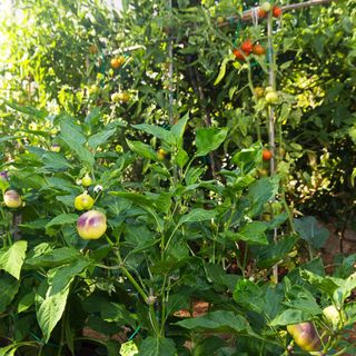 Apartmanok Parkolóhellyel Punat, Krk - 14111 Punat (5)