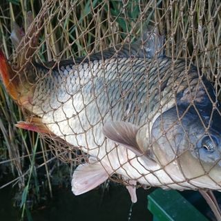 Levendula Apartmanház Gyomaendrőd (2)
