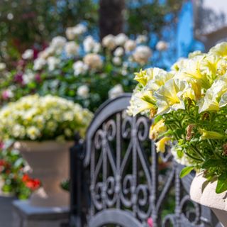 Apartmanok Parkolóhellyel Povljana, Pag - 233 Povljana (4)