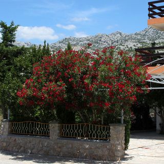 Apartmanok és Szobák A Tenger Mellett Starigrad, Paklenica - 6591 Starigrad (4)