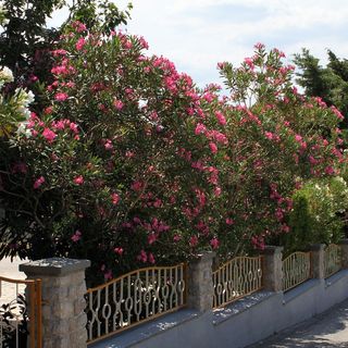 Apartmanok és Szobák A Tenger Mellett Starigrad, Paklenica - 6591 Starigrad (5)