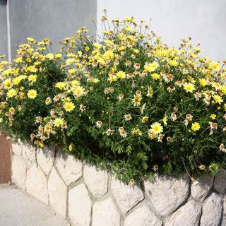 Apartmanok A Tenger Mellett Kampor, Rab - 4986 Kampor (4)