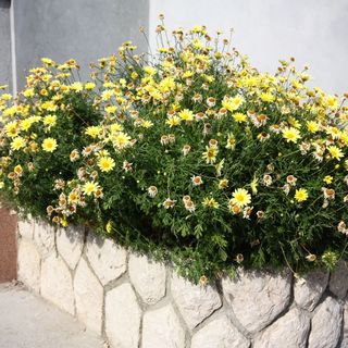 Apartmanok A Tenger Mellett Kampor Rab - 4986 (4)