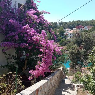 Apartmanok A Tenger Mellett Basina, Hvar - 4620 Basina (5)