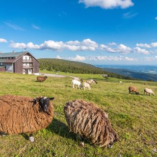 Dvorská bouda Strážné (4)