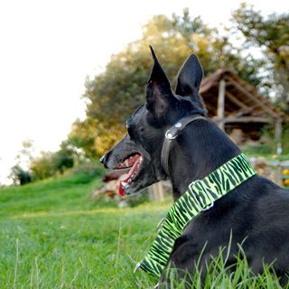 Levendulás Ház Tornabarakony (4)