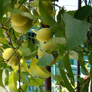 Apartmani Emil Makarska (3)