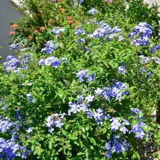 Apartmani Emil Makarska (4)