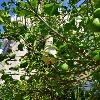 Apartmani Emil Makarska (5)